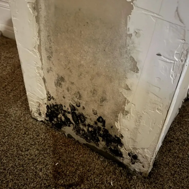 Professional Mold Removal in Hainesville, IL